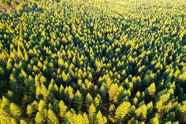 ��ɫ�ֺ����� 