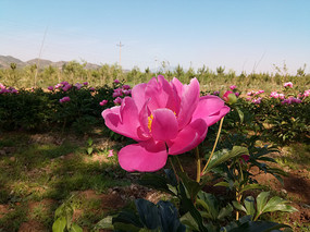 ʢ���ĳ��ֻ�ͼƬ