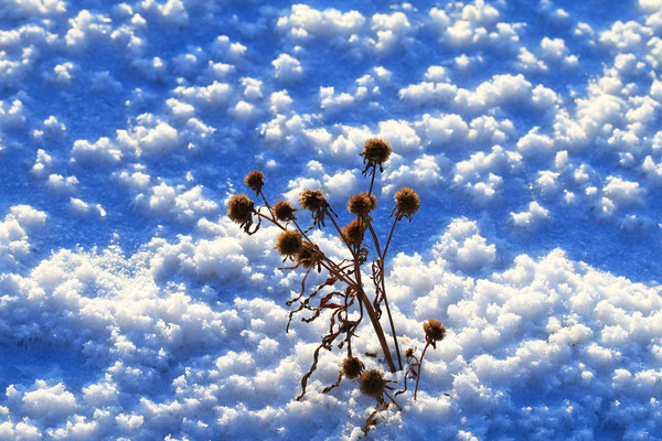 ����Ұ��