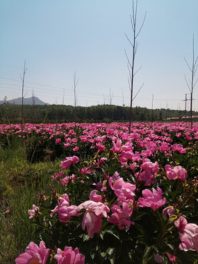 �����µ�һƬ���ֻ�ͼƬ