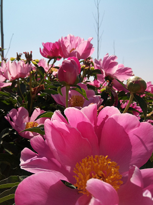 ������ʢ���Ķ����ֻ�ͼƬ