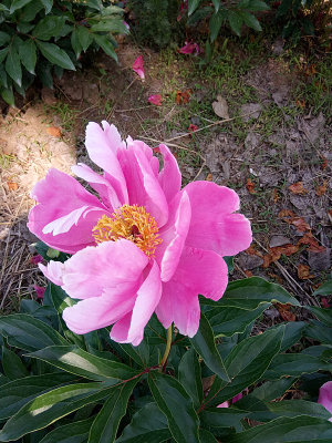 һ���ɫ�ĳ��ֻ�ͼƬ