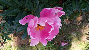 һ�俪�ŵĳ��ֻ�ͼƬ