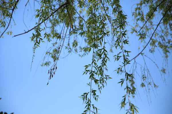 �����Ĵ���