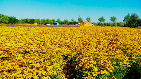 ��ɳ���ջ�