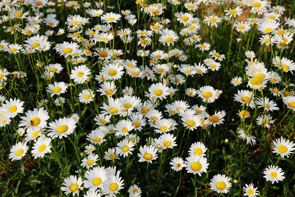 ��Ƭ��ɽ�ջ�