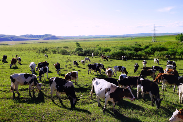 ����ţȺ�羰