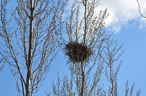 腾冲热海景区树上的鸟巢嗷嗷待哺的鸟儿嗷嗷待哺的小鸟鸟巢里的小鸟