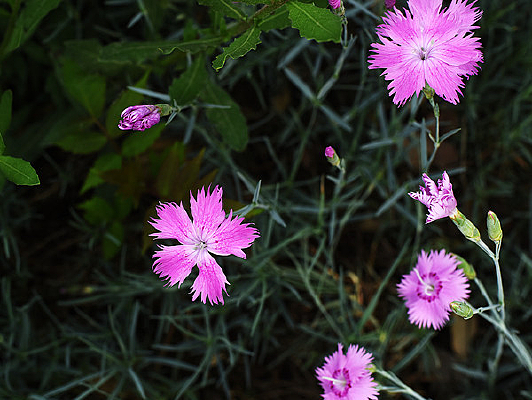 ������ʯ