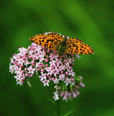 �����ʻ�