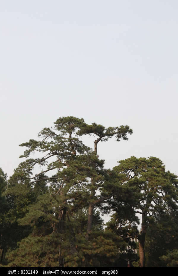 頤和園的古松柏樹