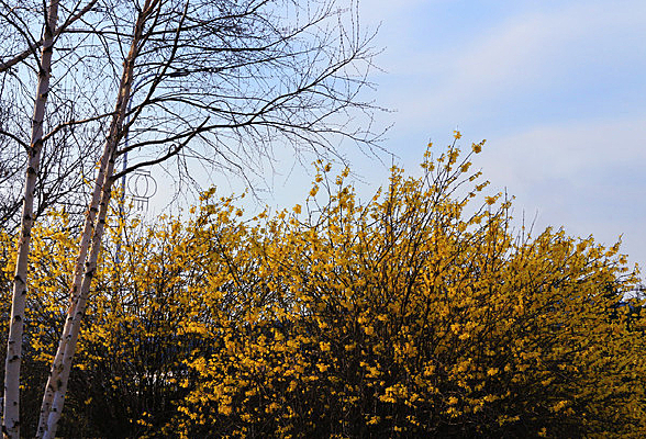 �����µ�ӭ����