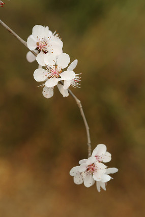 白色樱花花枝花朵