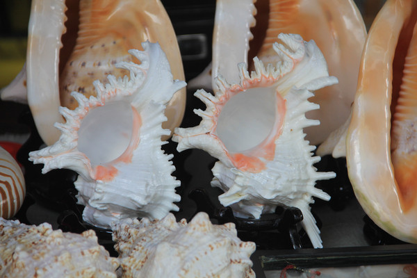 ���ݸ�����