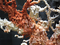 ��ɺ�����