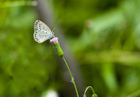 ���ϵİ׺���