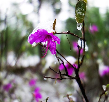 �ž黨������