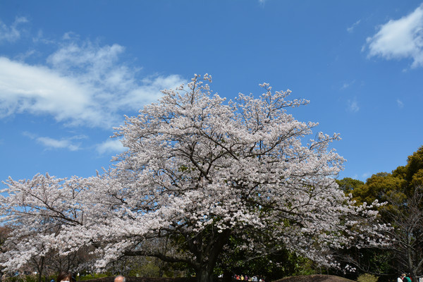 ����ӣ��