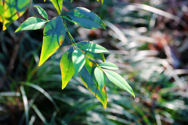 ��������Ҷ