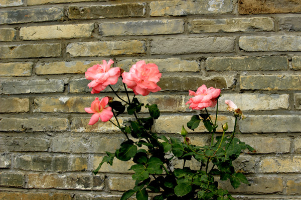 ��שǽ����