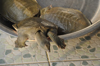 ��ֻ����