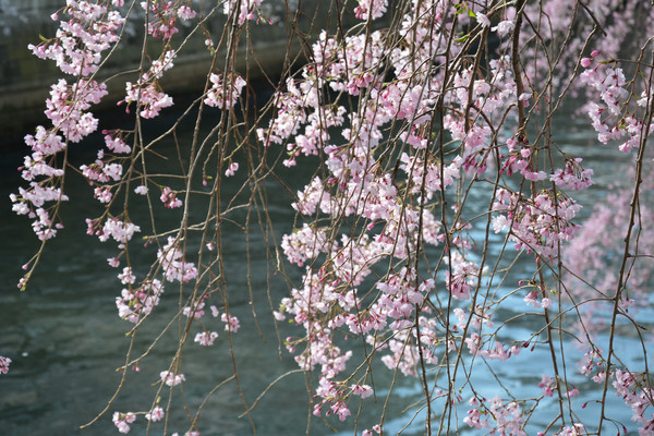 �ձ�����ӣ������