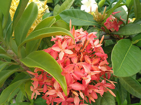 һ��Ư���ĺ컨