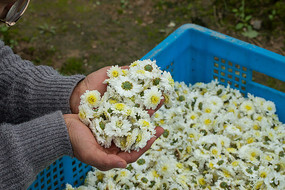 ���ݰ׾��ջ�