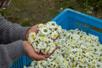 ���ݰ׾��ջ�