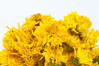 ���ݻƾո�Ҷ��д