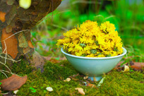 ���ݻƾո�ҶҰ���龰