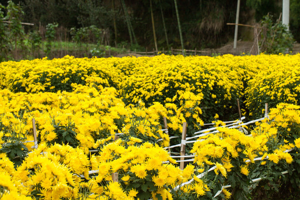 ���ݻƾվ�԰