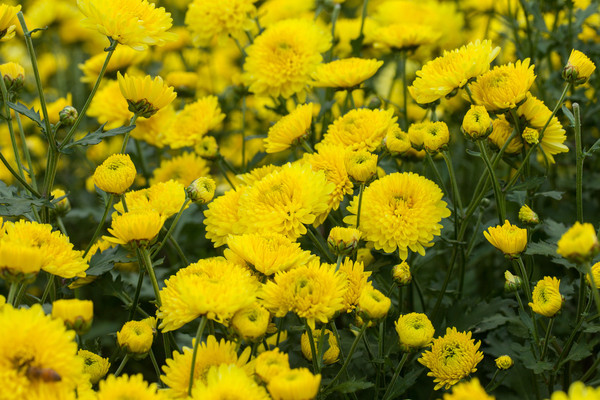 ��԰�ƾ�����