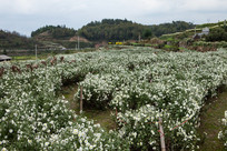 �����ջ�