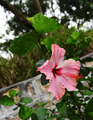 �����ɣ��