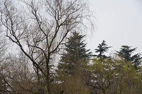 ˮ���ϵ���֦��Ӱ