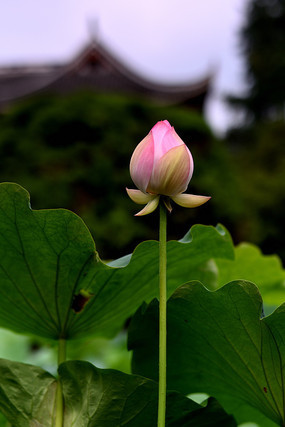 ͤͤ�����ĺɻ�