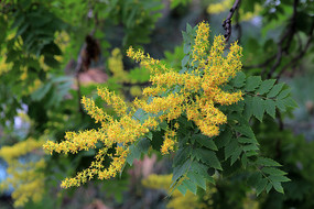 ���������Ļ�