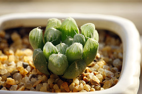 ������¶