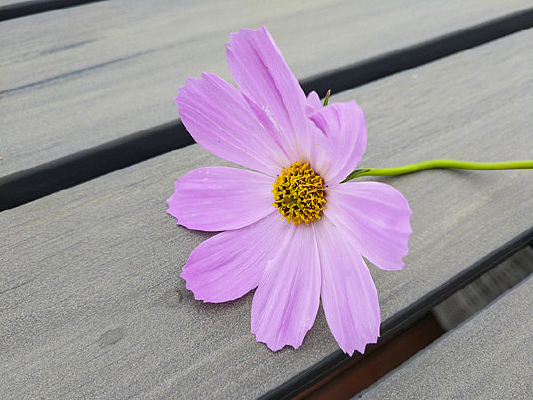 ��ɫ����