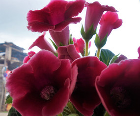 ��ɫ����