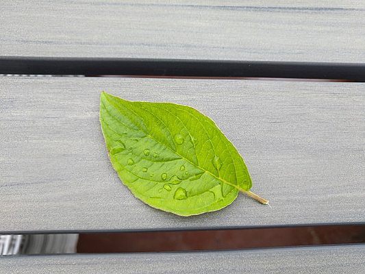 ��Ҷ����