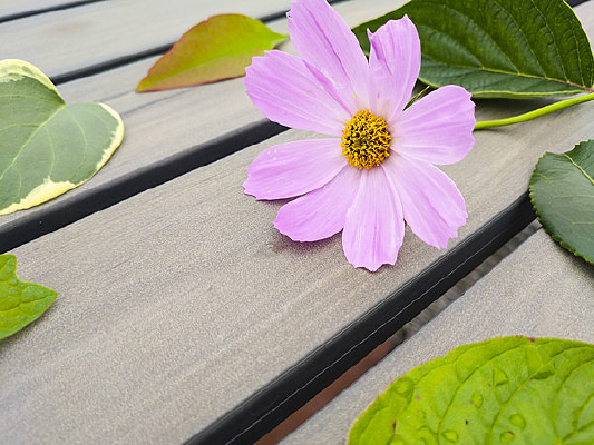 ��Ҷ����