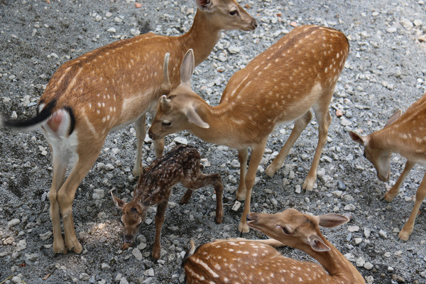 ÷��¹ ����