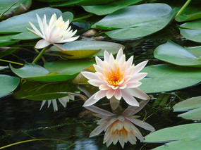 ������Ӱ