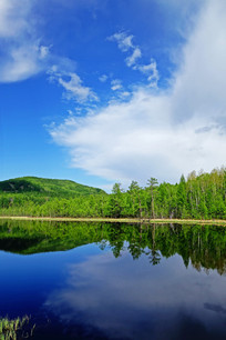 ����ɭ��