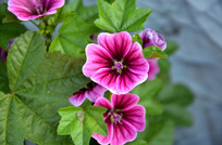 ���ſ���