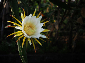 ���ŵĻ�����