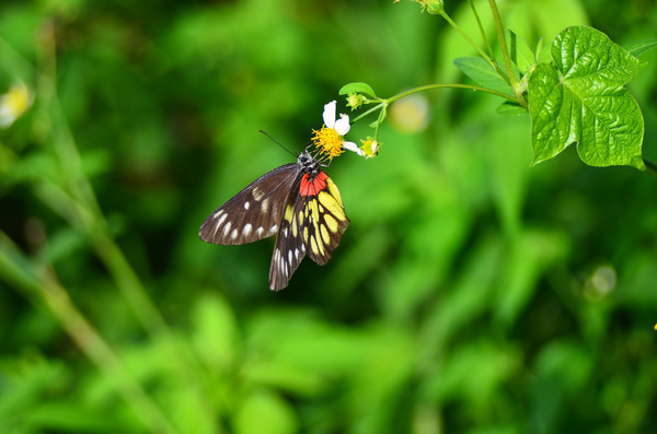 СС�Ļ�����