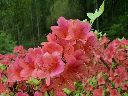 �ž黨ӳɽ��ɽʯ��